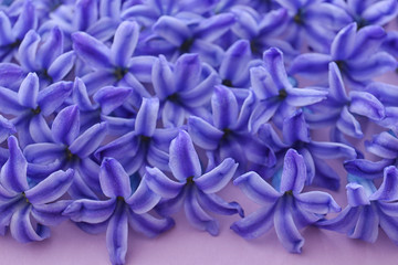 Fototapeta premium Many blooming spring hyacinth flowers on color background, closeup view