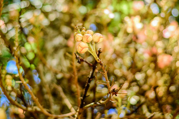 branch of a tree flower