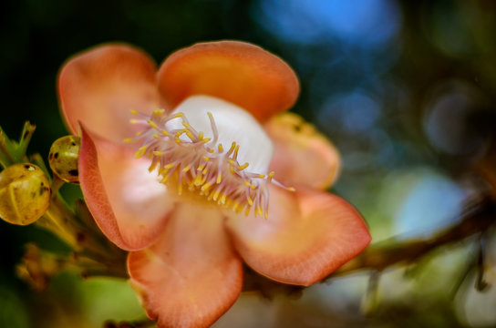Macro tropical flower in the garden
