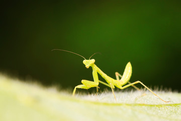 Mantis larvae on plant