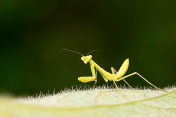 Mantis larvae on plant