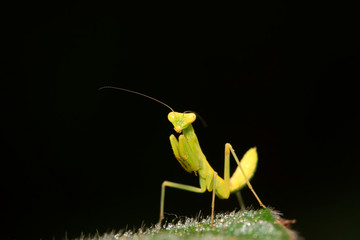 Mantis larvae on plant