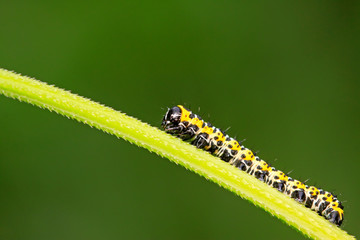 Cucullia fraterna on green leaf