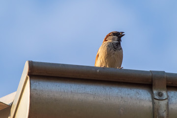 House sparrow bird or Passer domesticus on a roof of house
