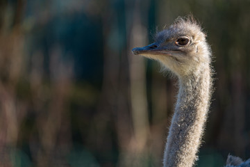Vogelstrauss im Profil