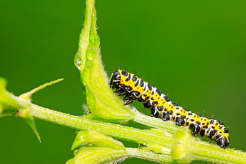 Cucullia fraterna on green leaf