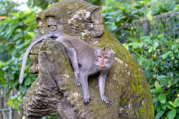 Portrait of a monkey sitting on a stone sculpture of a monkey at sacred monkey forest in Ubud, island Bali, Indonesia . Closeup