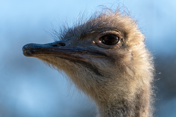 Vogelstrauss im Profil