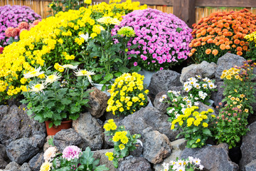 flowers in the garden