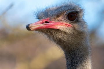 Vogelstrauss im Profil