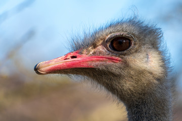 Vogelstrauss im Profil
