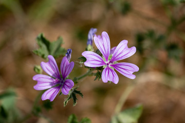 purple flowers on a green background