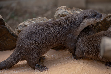 コツメカワウソ