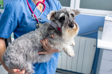 Veterinarian transports a schnauzer an arms before the veterinary consultation