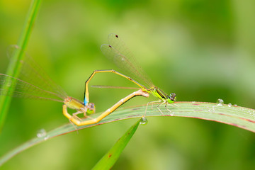Dragonfly on plant