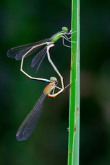 Dragonfly on plant