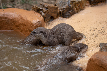 コツメカワウソ