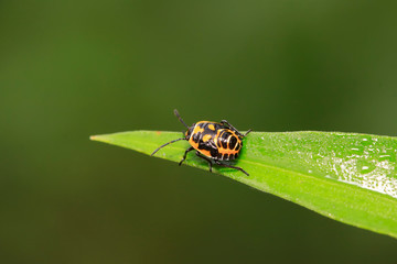 stinkbug on green leaf