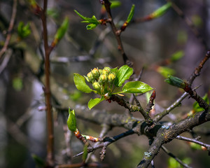 Spring. Flowers. Flowers of fruit trees.
