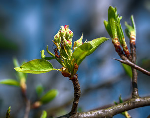Spring. Flowers. Flowers of fruit trees.