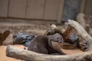 コツメカワウソ