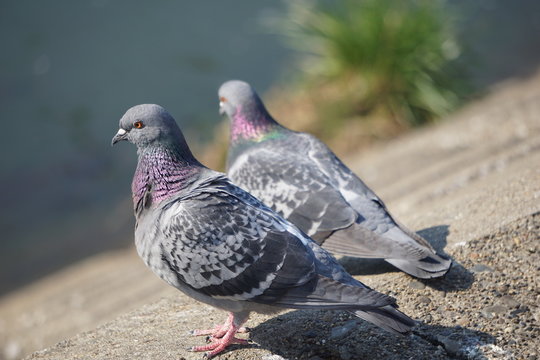 平和の象徴 Photos Royalty Free Images Graphics Vectors Videos Adobe Stock