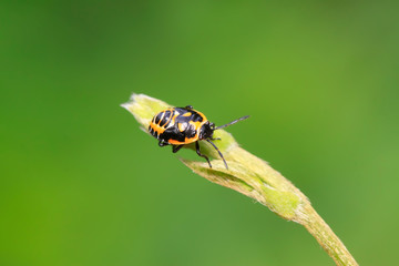stinkbug on green leaf