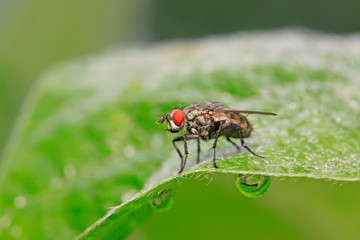 Tachinidae on plant