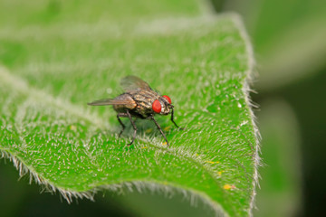 Tachinidae on plant