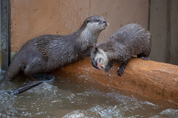 コツメカワウソ