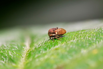 Membracidae insects