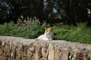  cat sleeping in the park