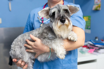 Veterinarian transports a schnauzer an arms before the veterinary consultation