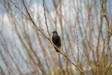 black shiny feathered bird