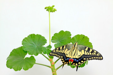 Papilio machaon on green plant