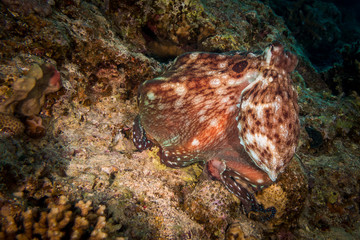 Octopus in Egypt in tobia arba safaga