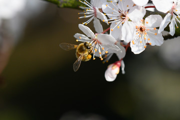 Biene auf Kirschblüte makro