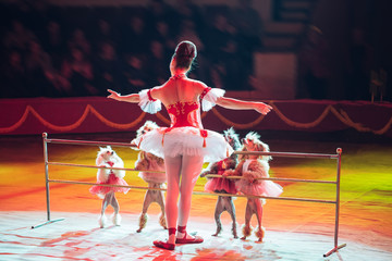 Dogs Performance  in the Circus.