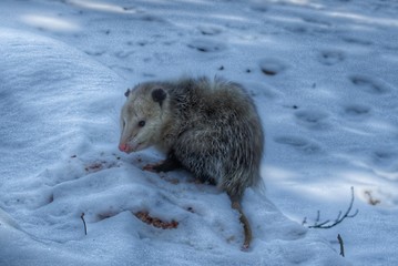 1027 - Sutton Road Possum (1027-ANI-030819-0319P)