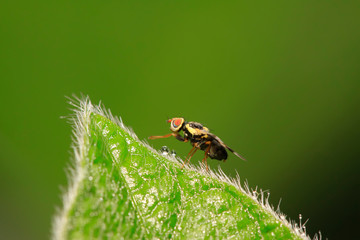 trypetid on plant