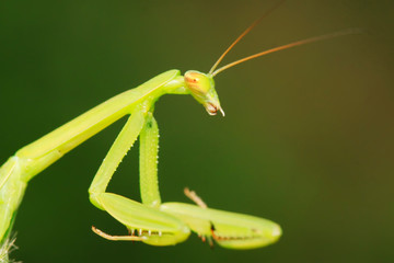 Mantis larvae on plant