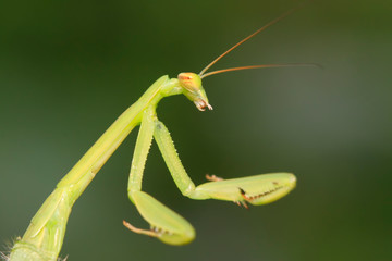 Mantis larvae on plant