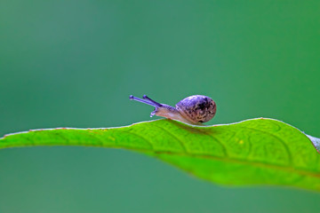 snail