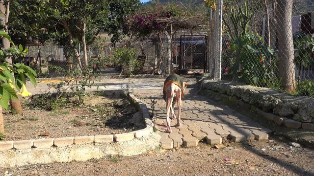 4K Dog with tetter walks away wobbling 