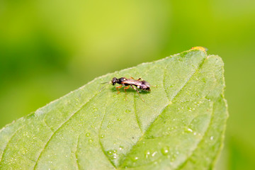 sawfly on plant
