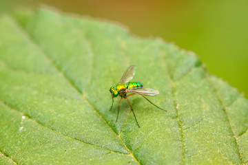 Dolichopodidae insect on plant