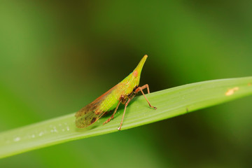 Dictyophara on green leaf