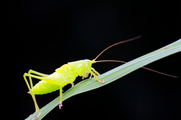 longhorned grasshoppers