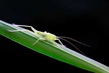 longhorned grasshoppers