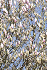 Magnolienknospen auf  Baumzweigen